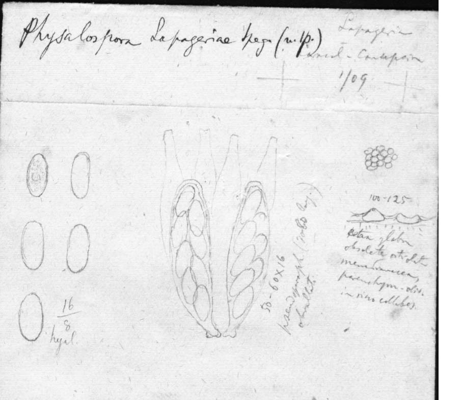 dibujo de Physalospora lapageriae Speg.