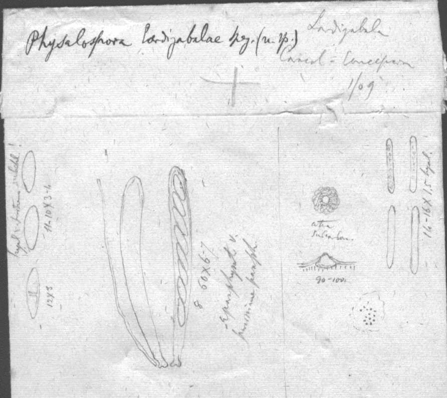 dibujo de Physalospora lardizabalae Speg.