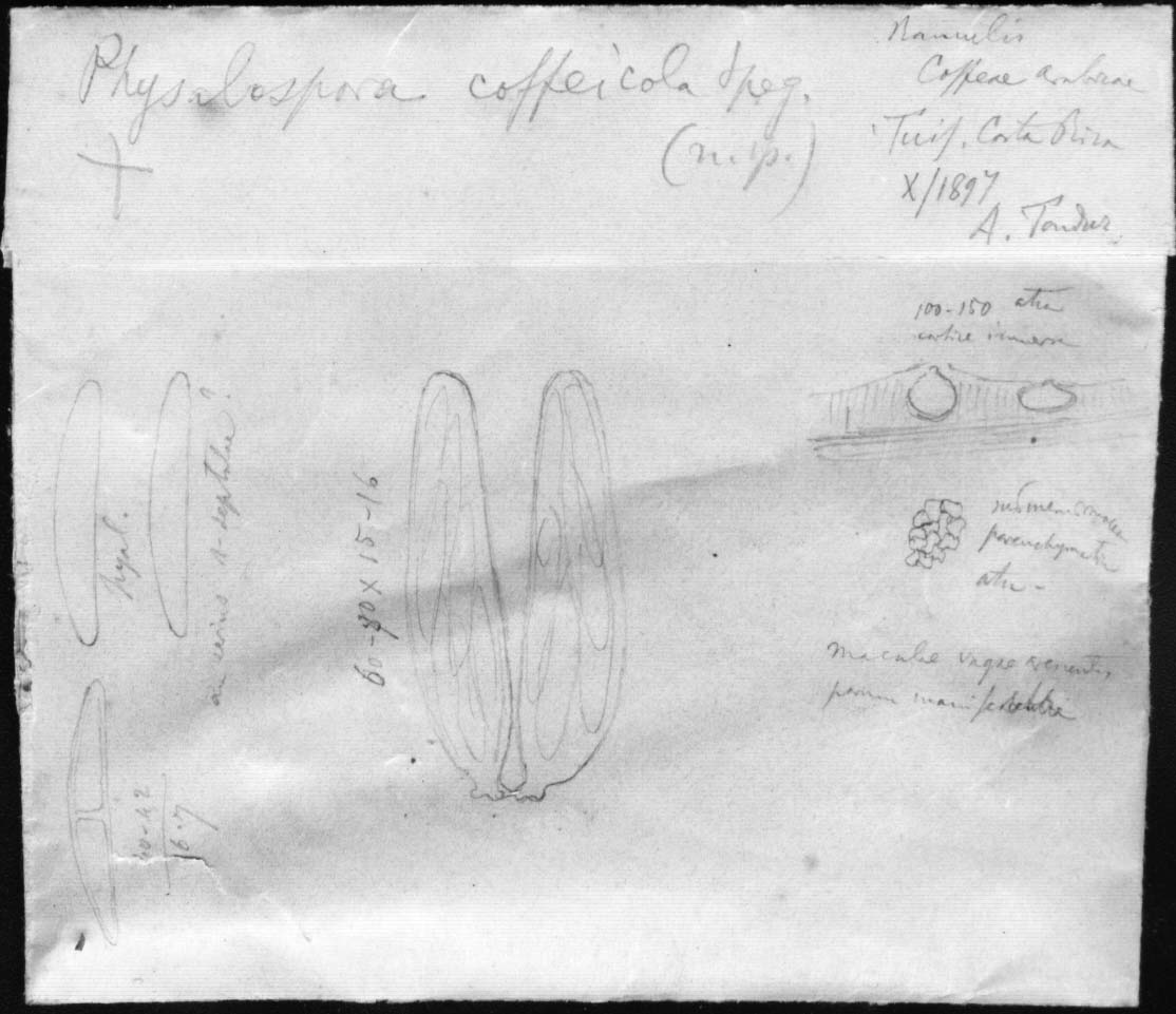 dibujo de Physalospora coffaeicola Speg.
