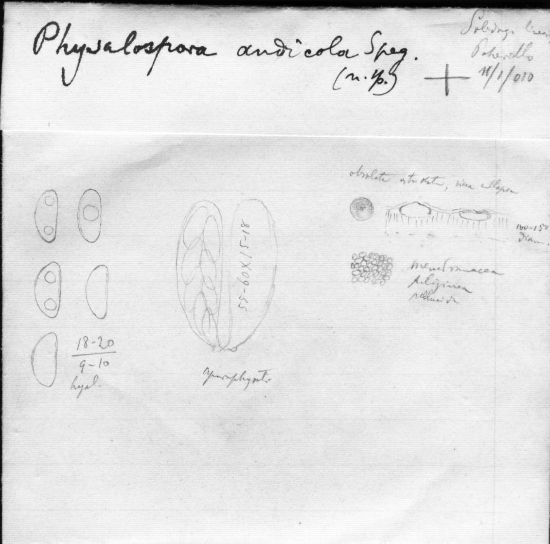 dibujo de Physalospora andicola Speg.