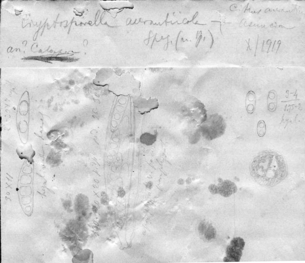 dibujo de Physalospora tucumanensis Speg.