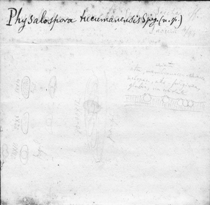 dibujo de Physalospora tucumanensis Speg.