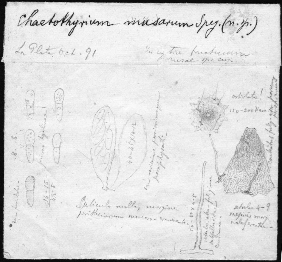 dibujo de Chaetothyrium musarum Speg.