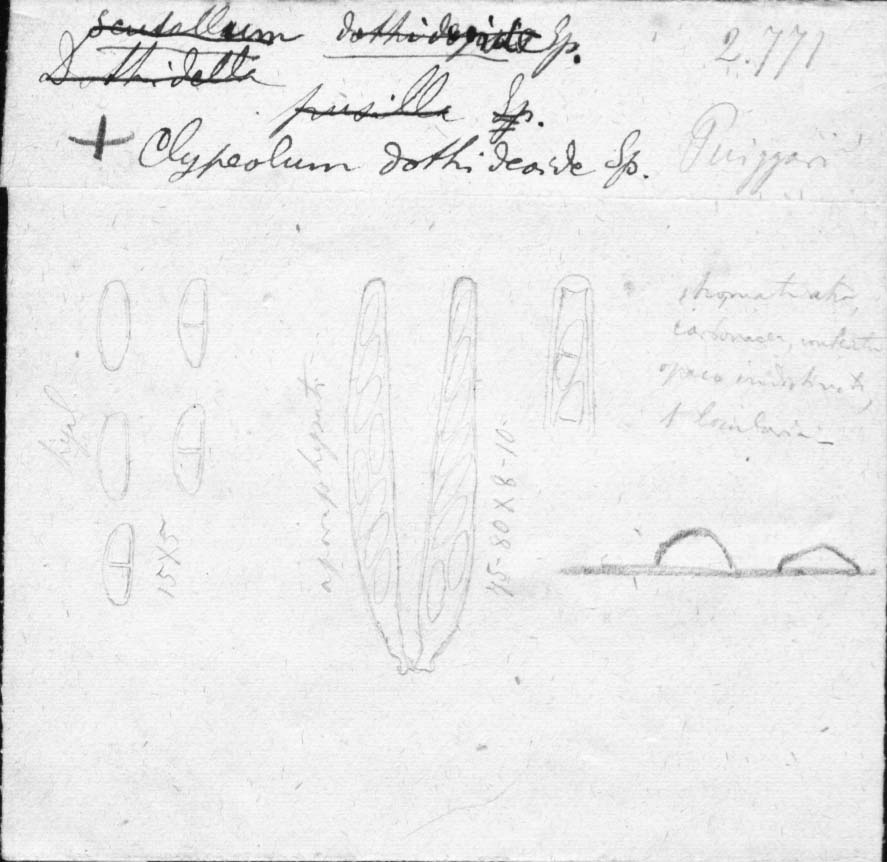 dibujo de Clypeolum dothideoides Speg.