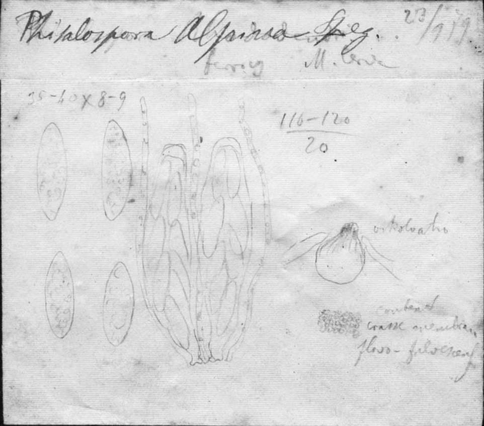 dibujo de Physalospora alpina Speg.