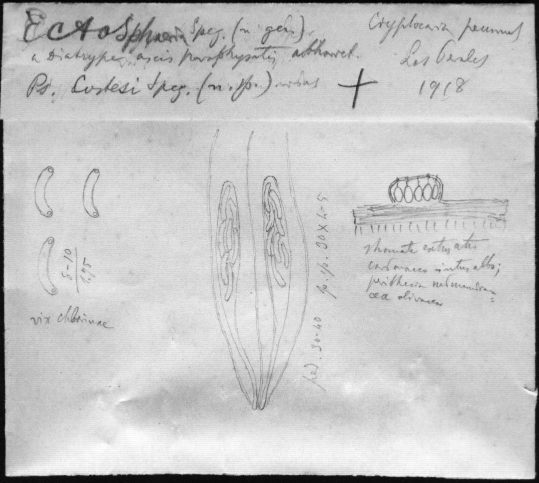 dibujo de Ectosphaeria costesi Speg.