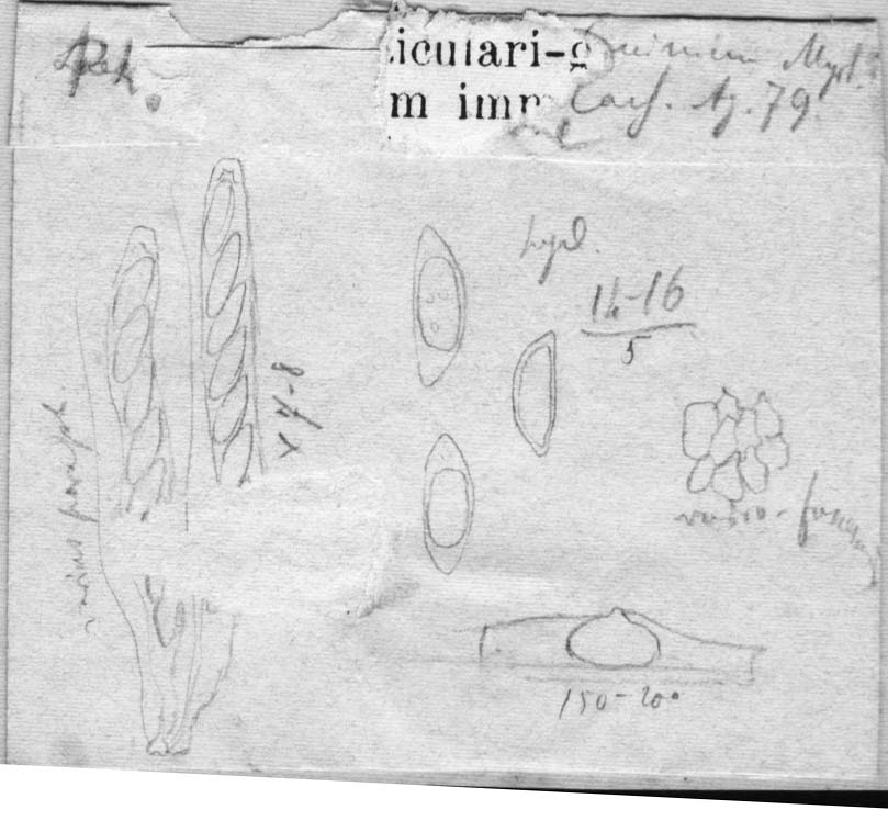 dibujo de Physalospora clarae-bonae Speg.