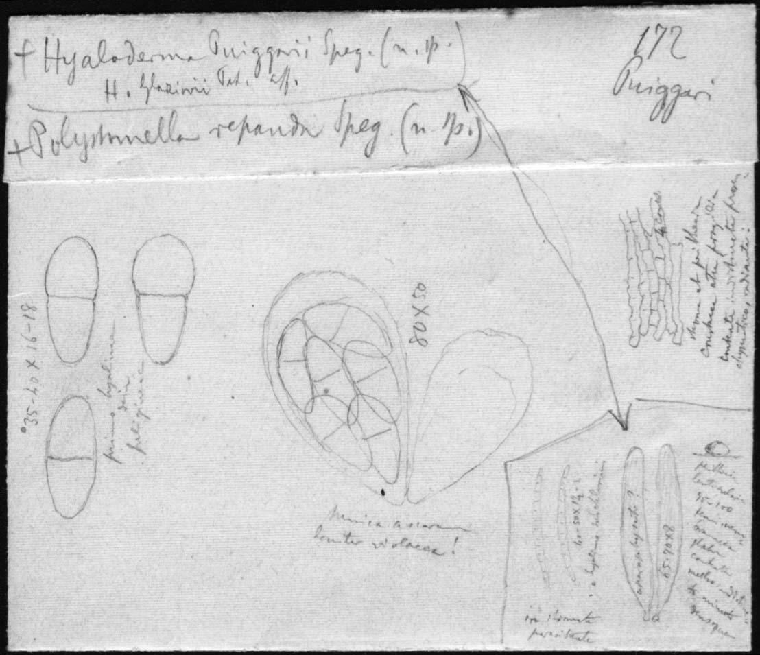dibujo de Hyaloderma puiggarii Speg.