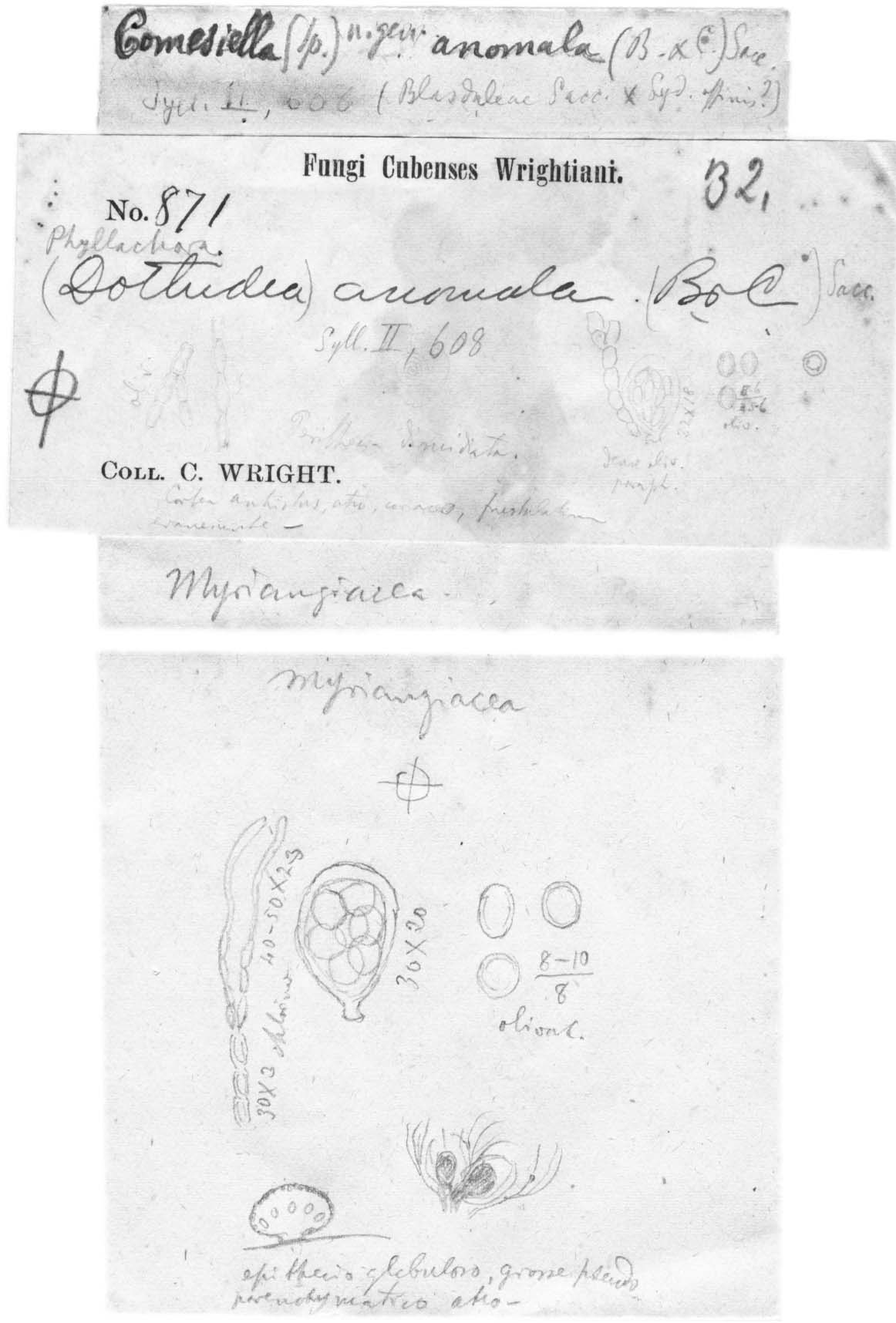 dibujo de Comesella anomala (Berk. & M.A. Curtis) Speg.