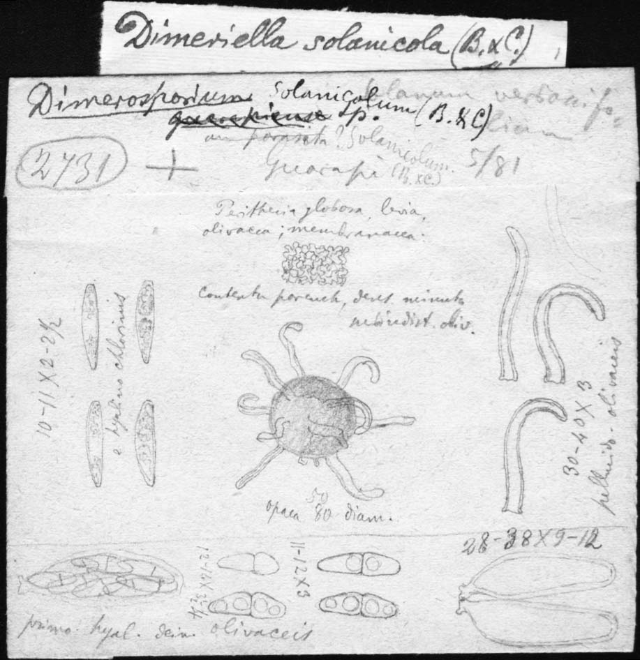 dibujo de Dimerosporium guarapiense Speg.