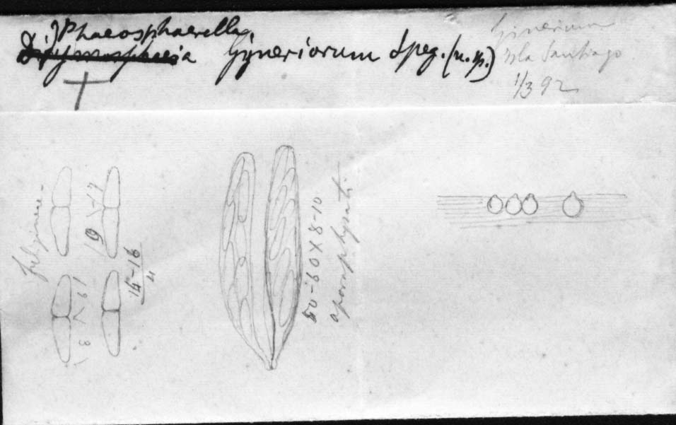 dibujo de Phaeosphaerella gyneriorum Speg.