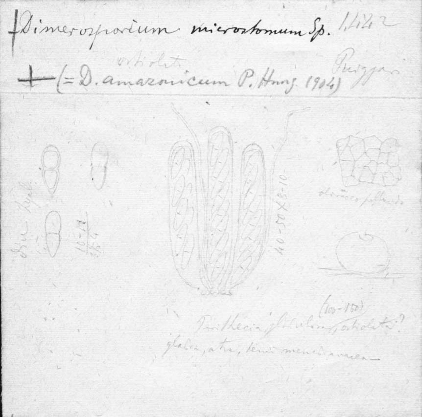 dibujo de Dimerosporium microstomum Speg.