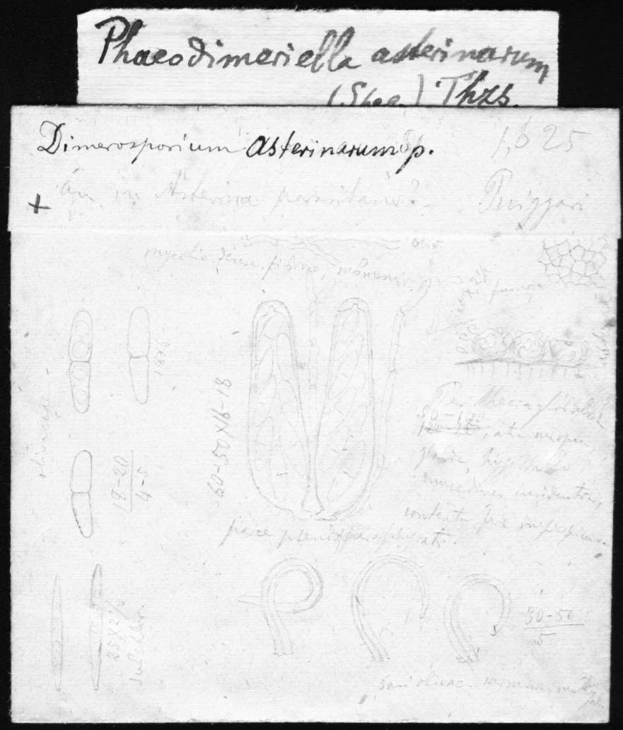 dibujo de Dimerosporium asterinarum Speg.