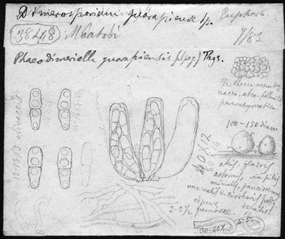dibujo de Dimerosporium guarapiense Speg.