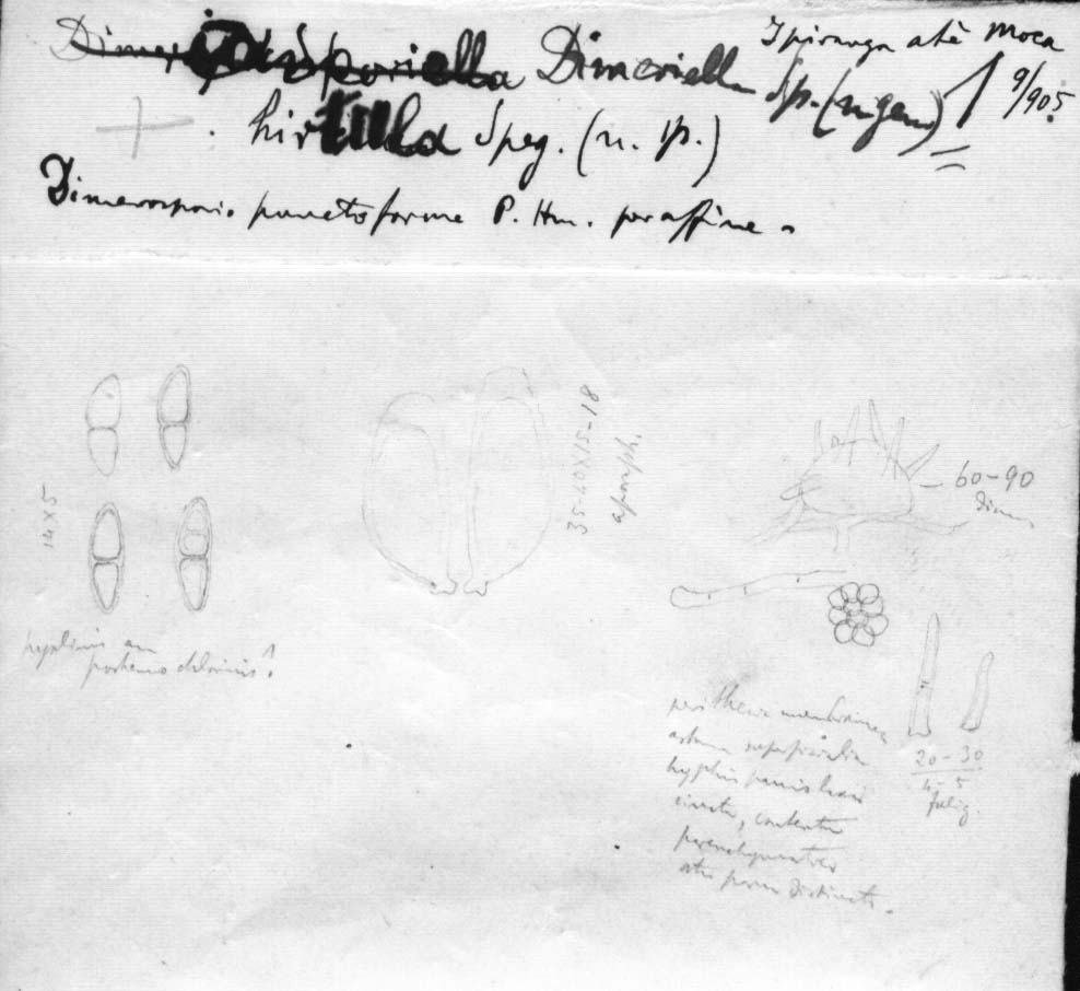 dibujo de Dimeriella hirtula Speg.