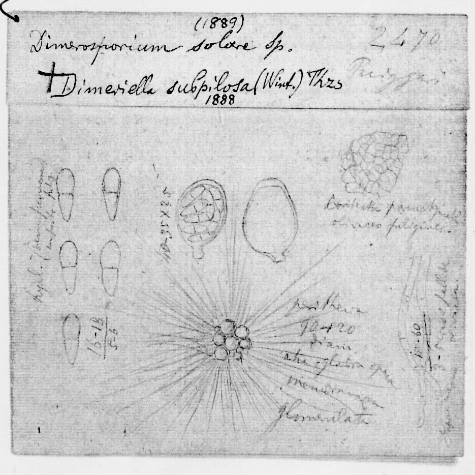dibujo de Dimerosporium solare Speg.
