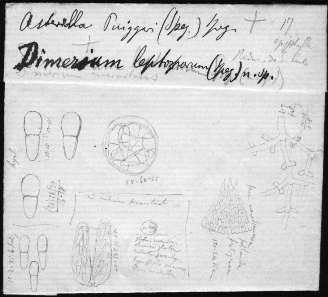 dibujo de Dimerium leptosporum Speg.