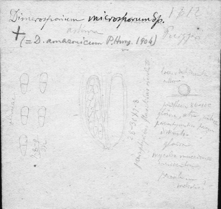 dibujo de Dimerosporium microsporum Speg.