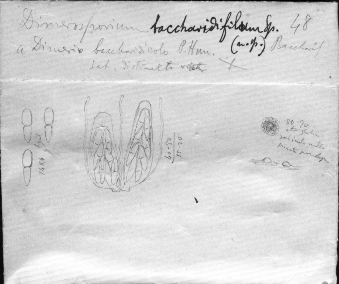 dibujo de Dimerosporium baccharidiphilum Speg.