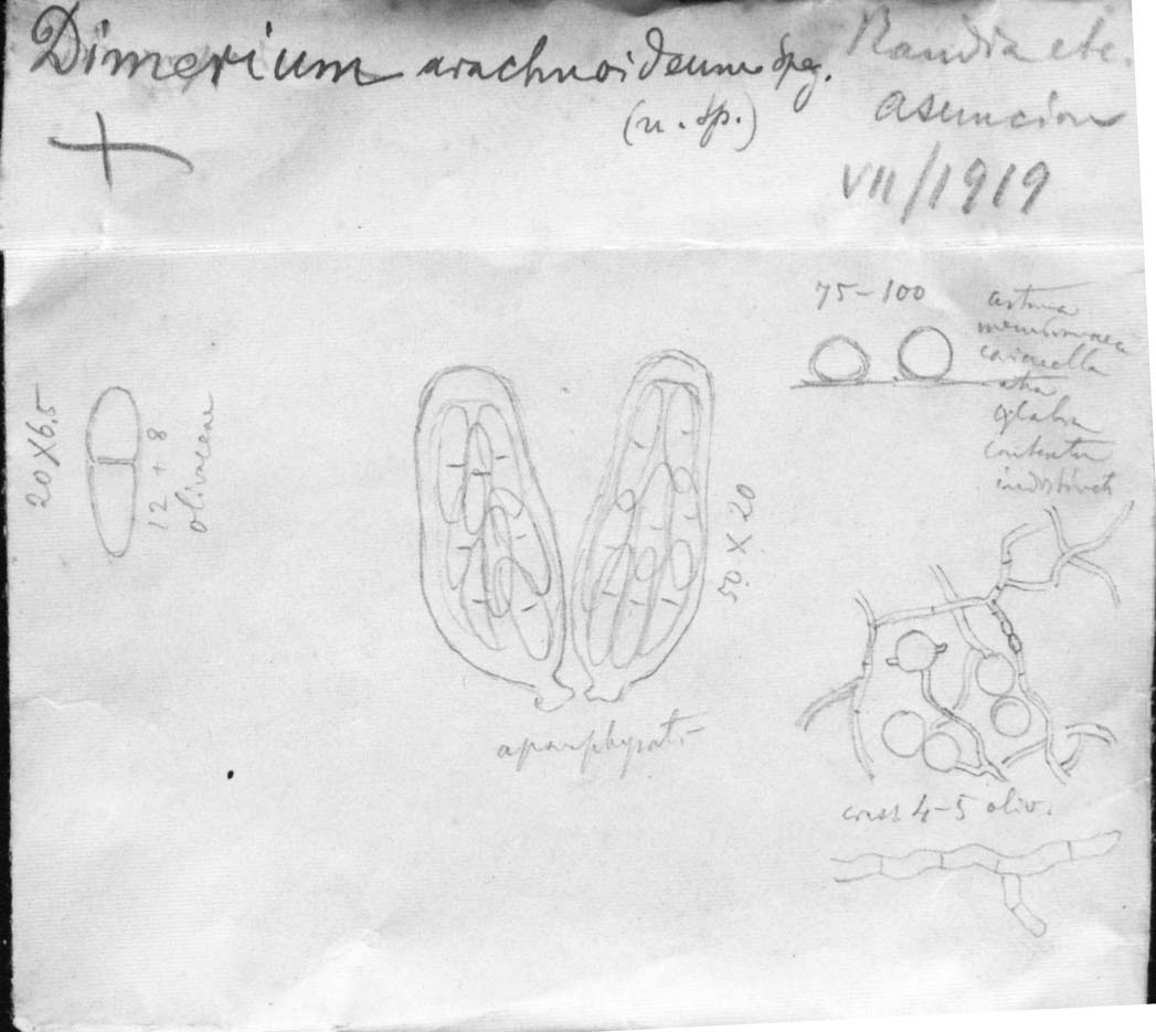dibujo de Dimerium arachnoideum Speg.