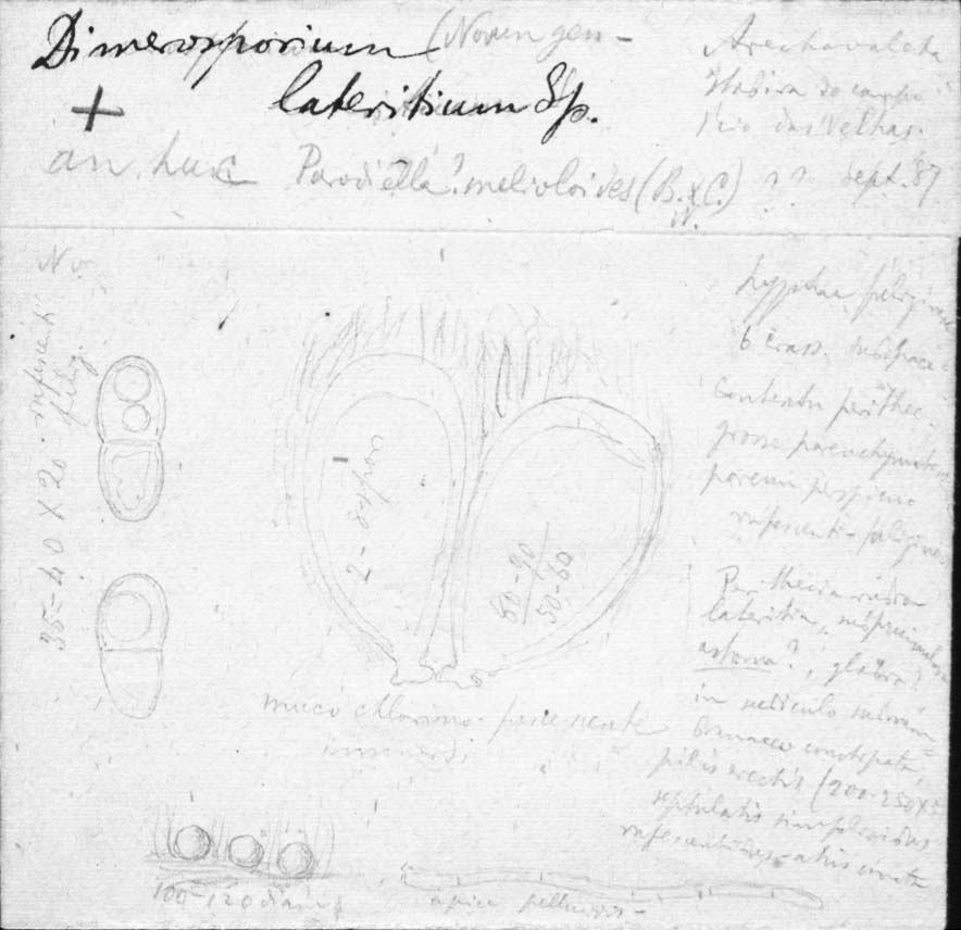 dibujo de Dimerosporium lateritium Speg.