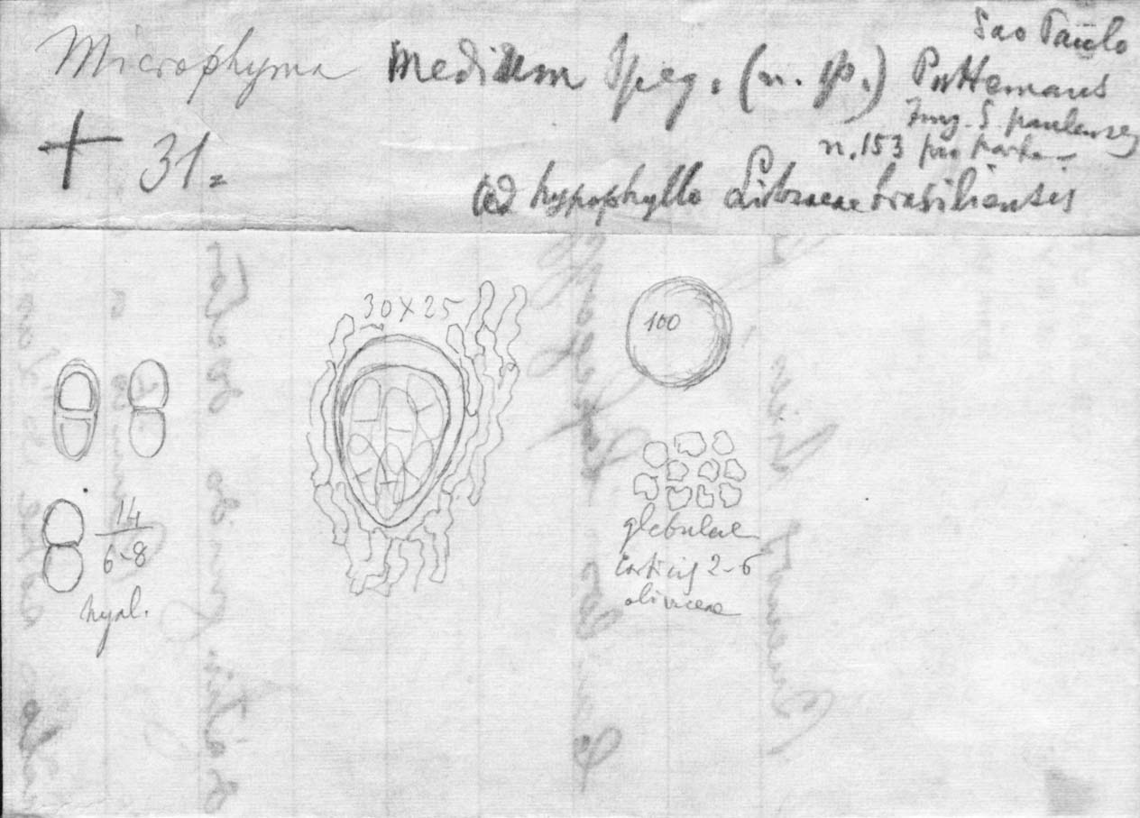 drawing of Microphyma medium Speg.