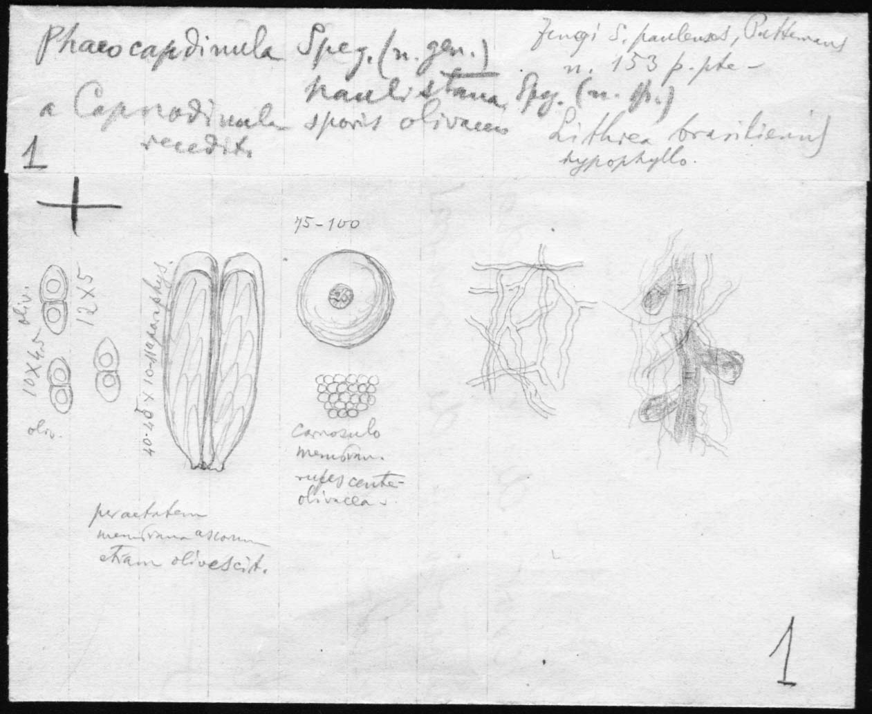 dibujo de Phaeocapdinula paulistana Speg.