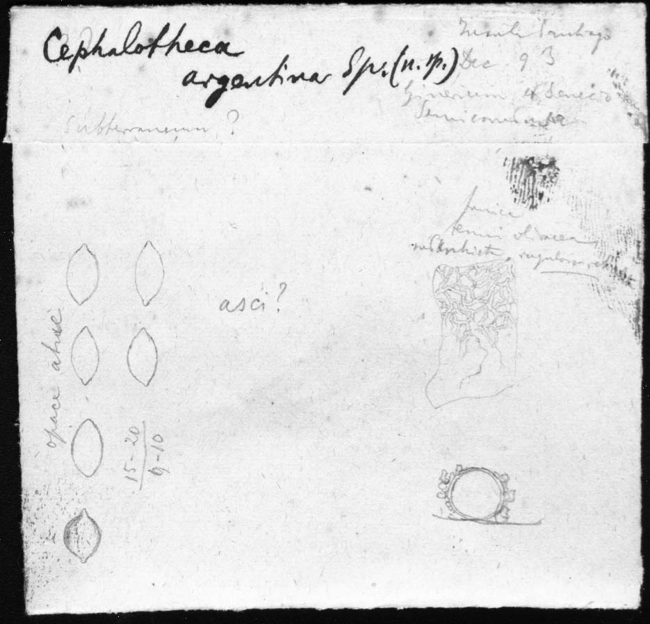 dibujo de Cephalotheca argentina Speg.