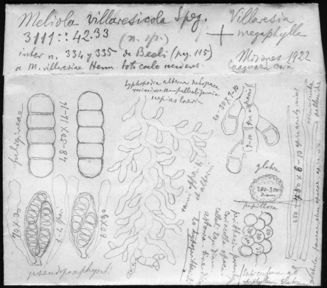 dibujo de Meliola villaresiicola Speg.