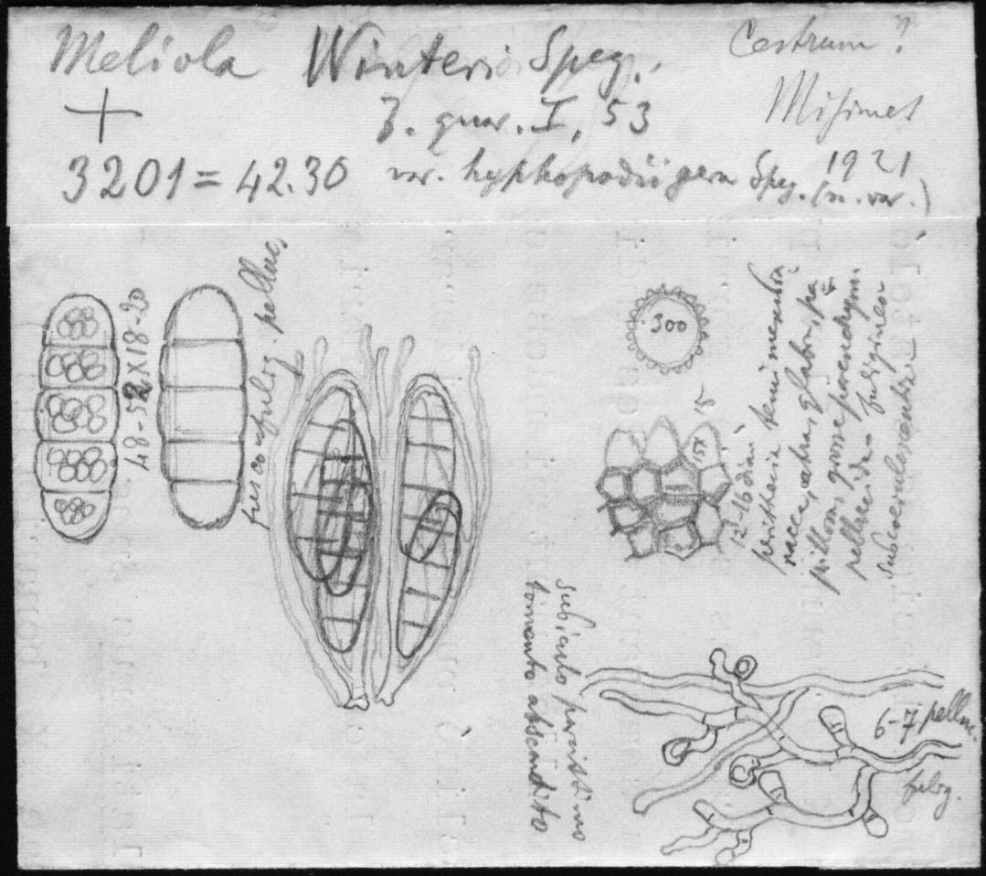 dibujo de Meliola winteri var. hyphopodiigera Speg.