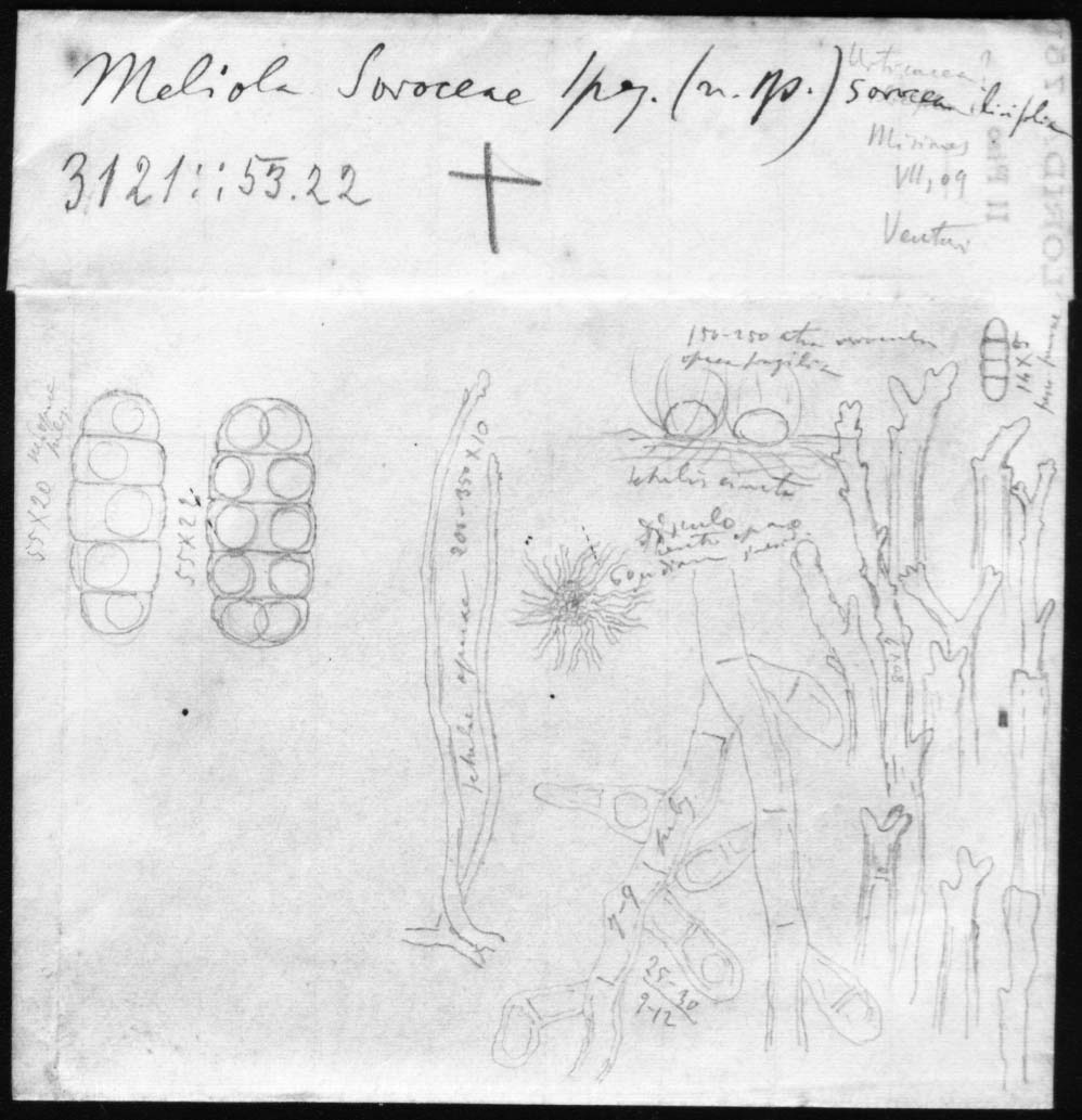 dibujo de Meliola soroceae Speg.