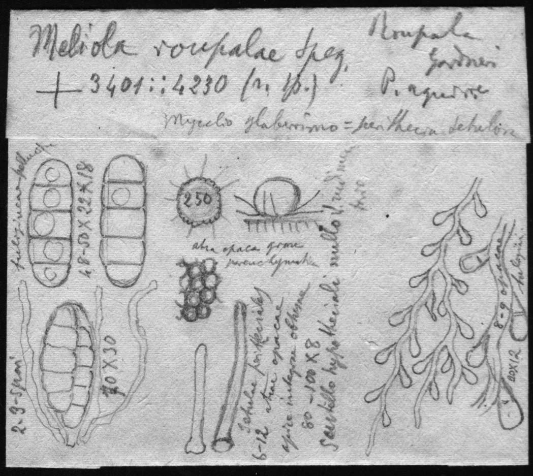 dibujo de Meliola rupalae Speg.