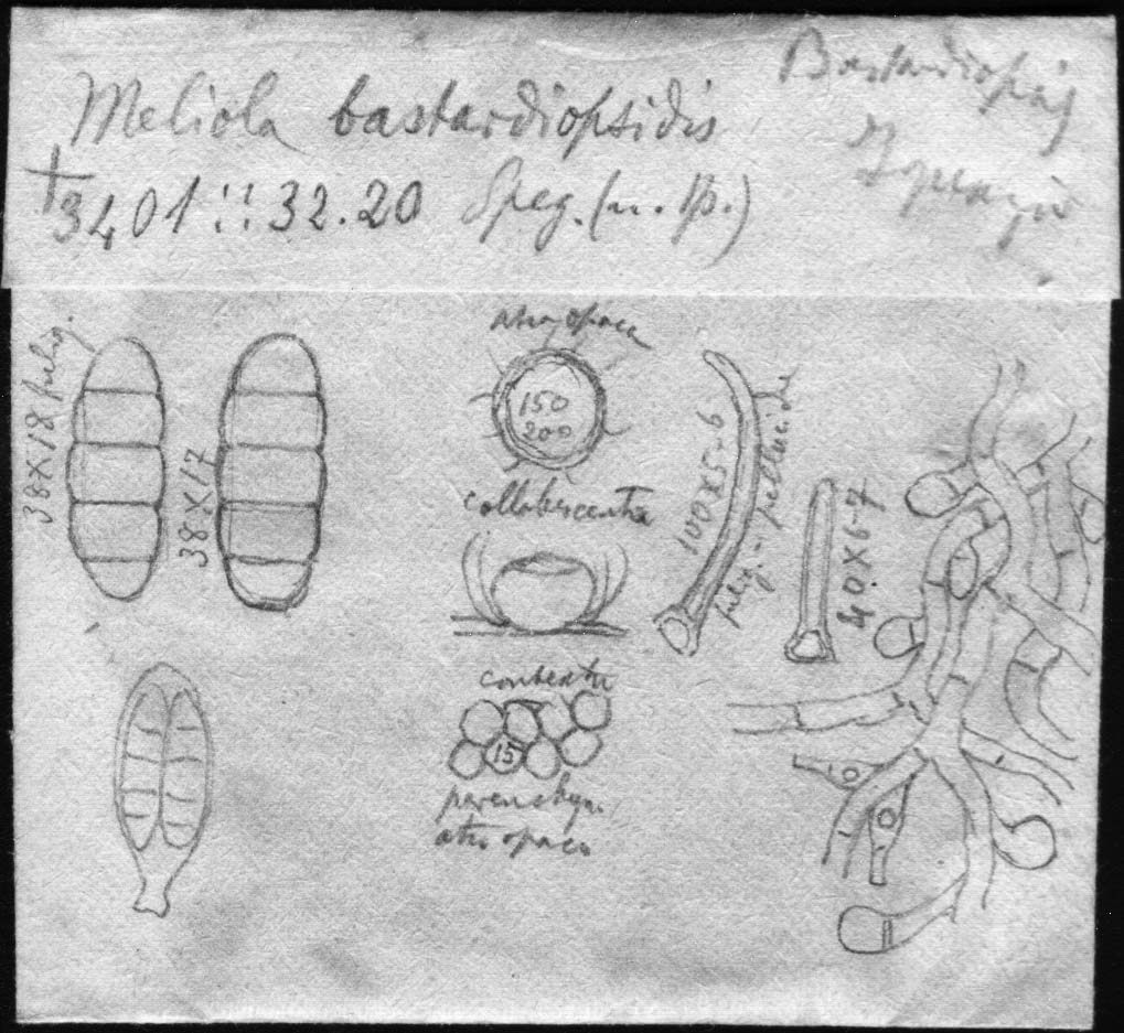 drawing of Meliola bastardiopsidis Speg.