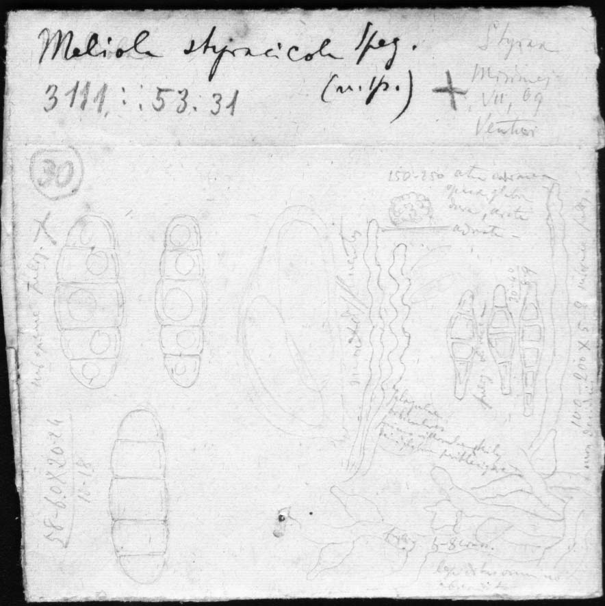 dibujo de Meliola styracicola Speg.