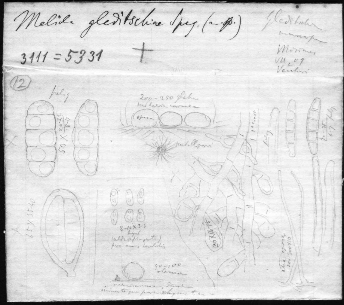 dibujo de Meliola gleditschiae Speg.