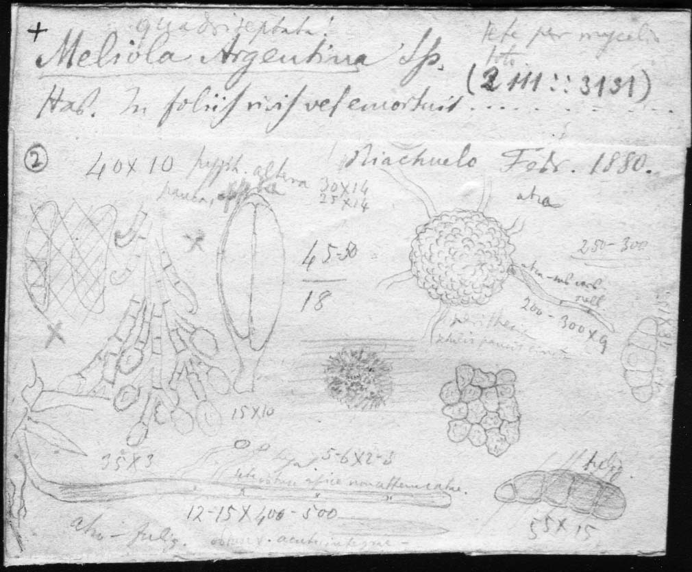 dibujo de Meliola argentina Speg.