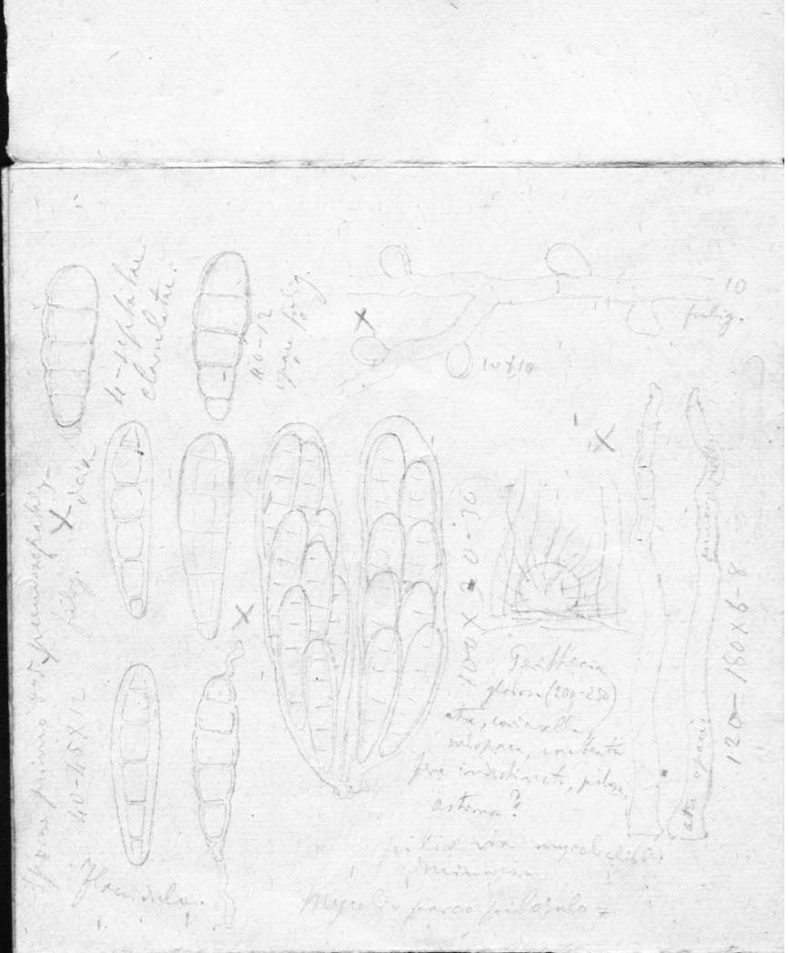 dibujo de Meliola clavatispora Speg.