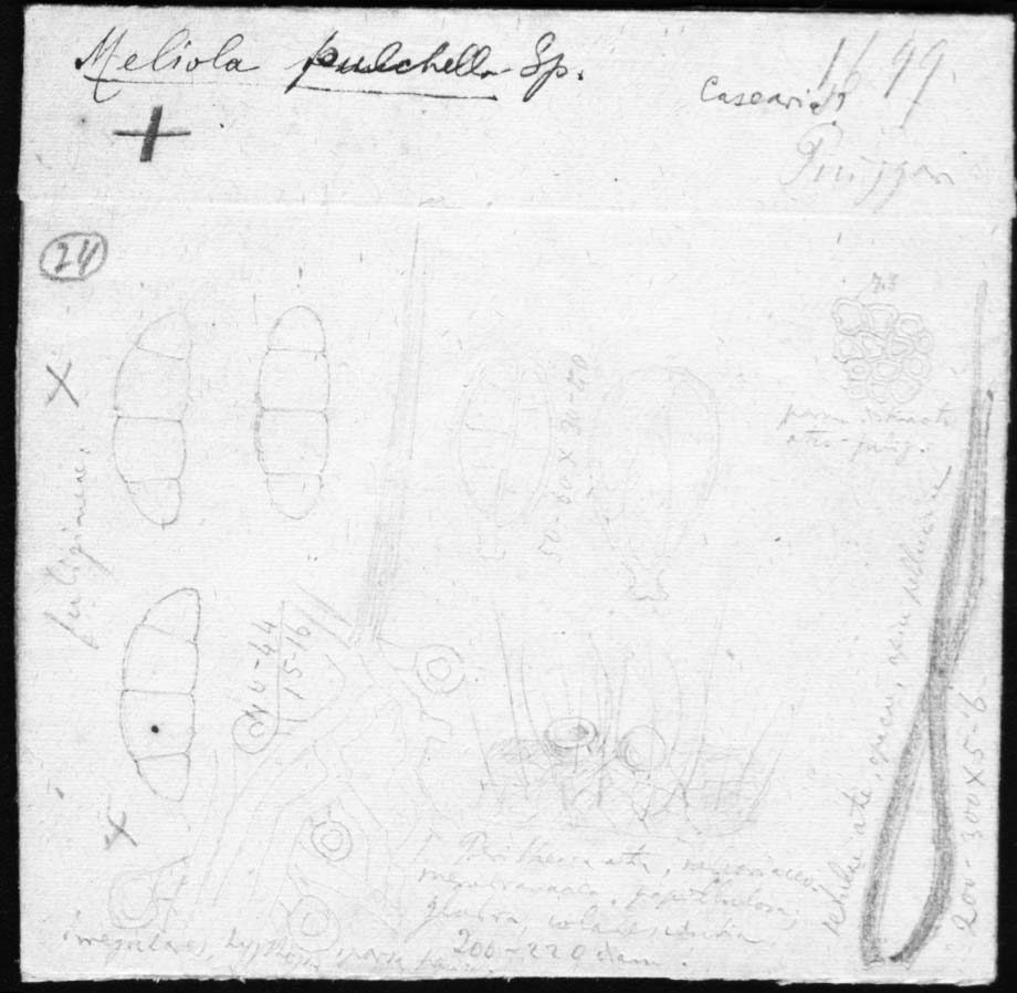 dibujo de Meliola pulchella Speg.