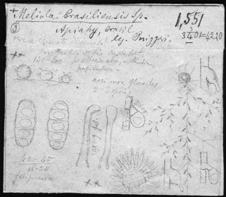 dibujo de Meliola brasiliensis Speg.