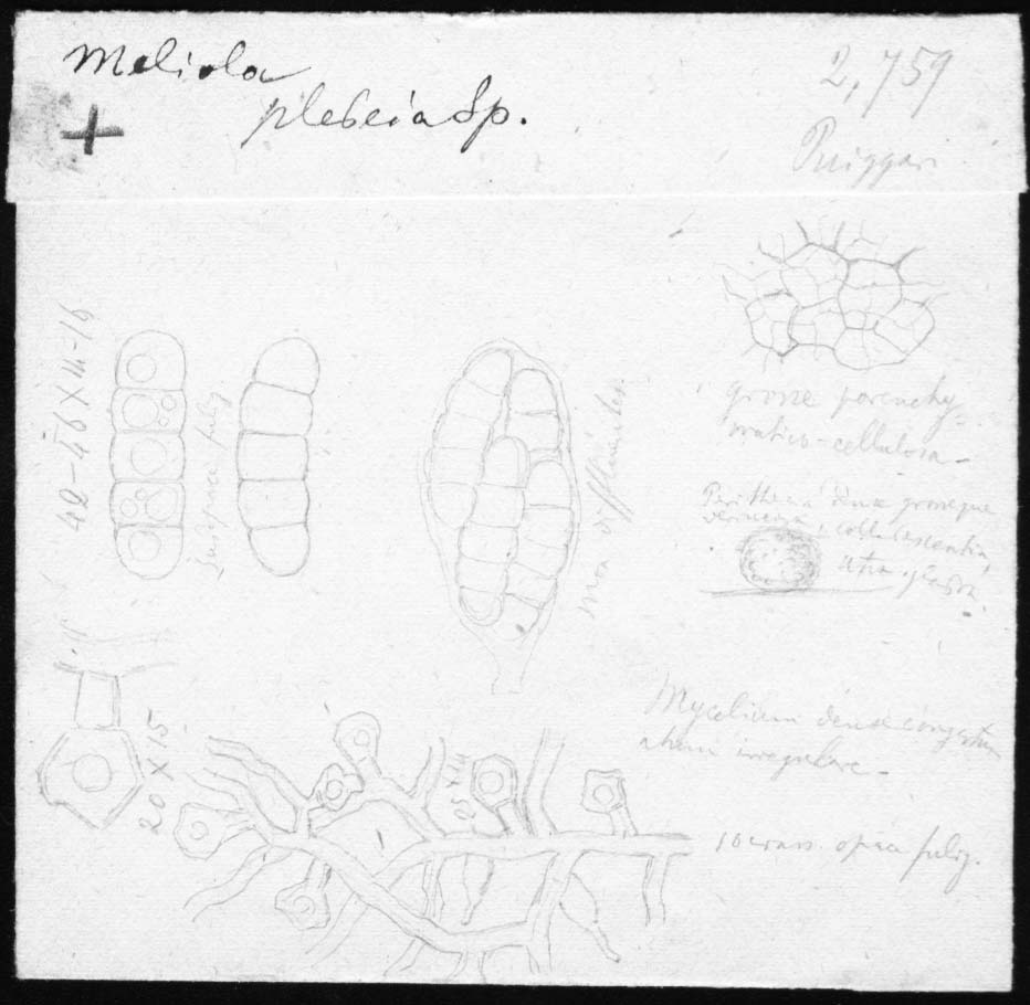 dibujo de Meliola plebeja Speg.