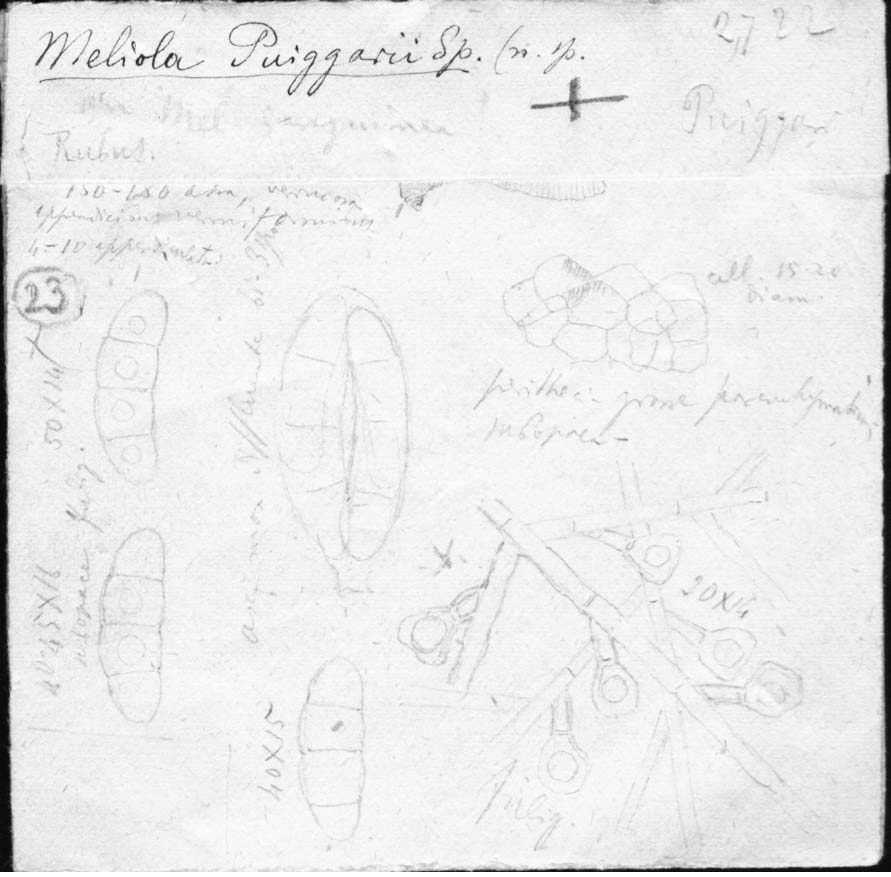 dibujo de Meliola puiggarii Speg.