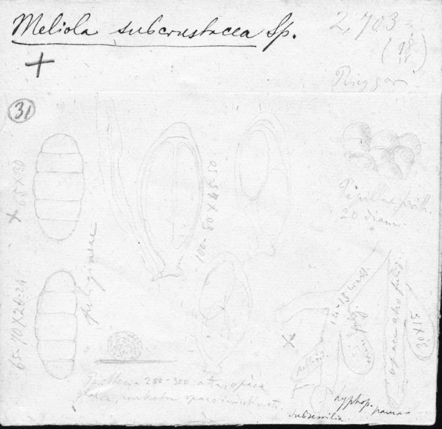 dibujo de Meliola subcrustacea Speg.