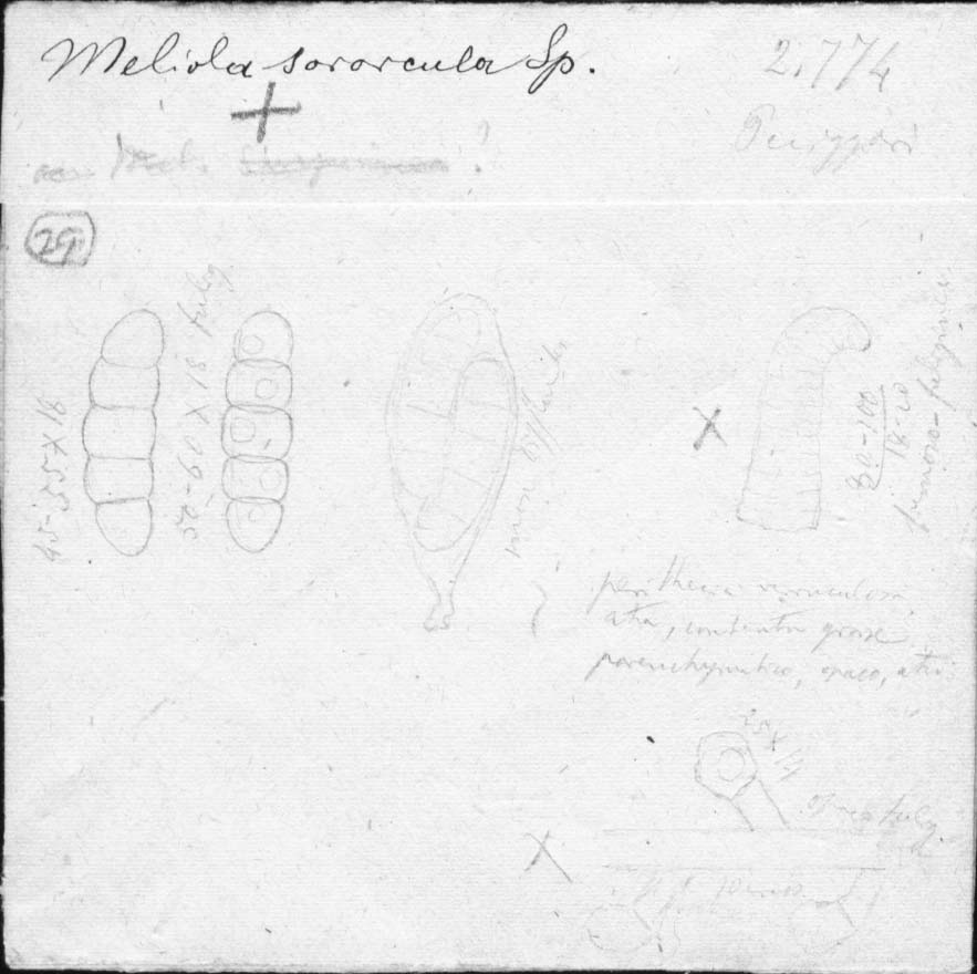 drawing of Meliola sororcula Speg.