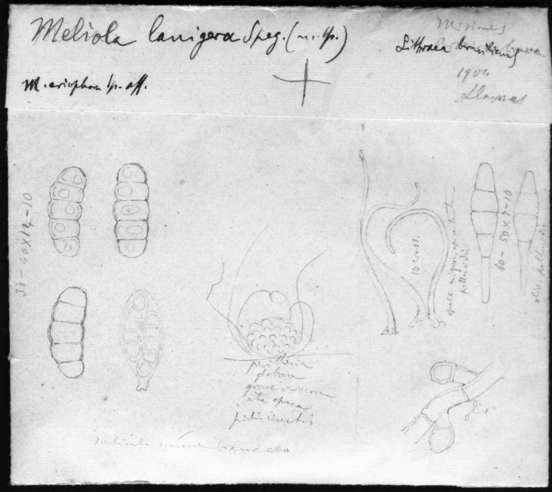 dibujo de Meliola lanigera Speg.