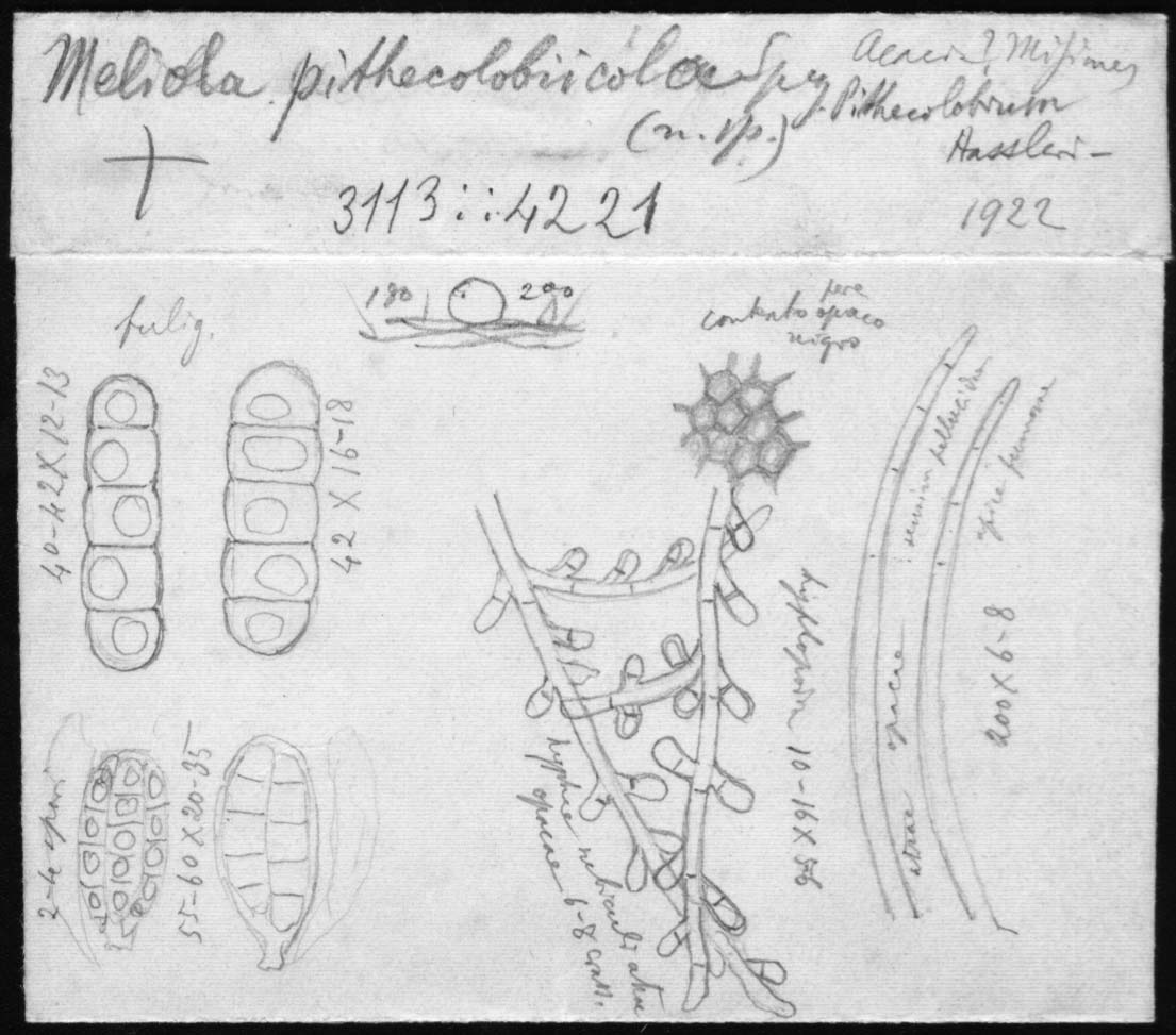 dibujo de Meliola pithecolobiicola Speg.
