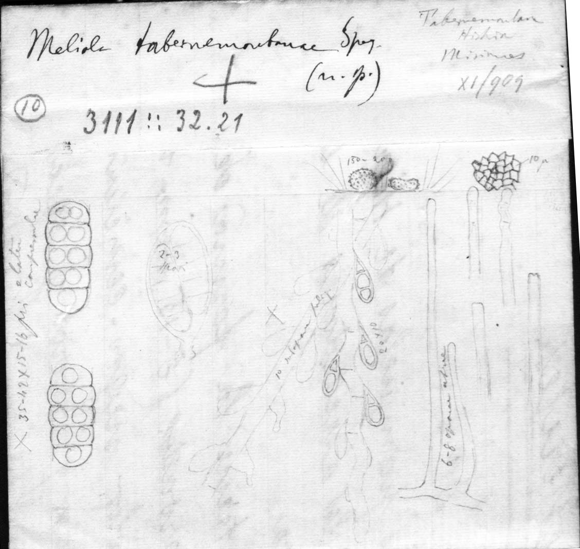 dibujo de Meliola tabernemontanae Speg.