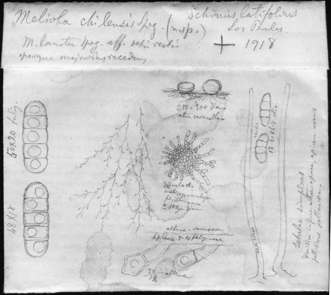 drawing of Meliola calva Speg.