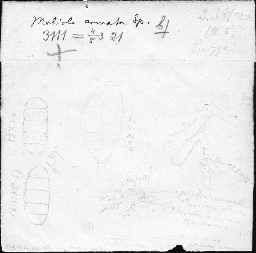 dibujo de Meliola armata Speg.
