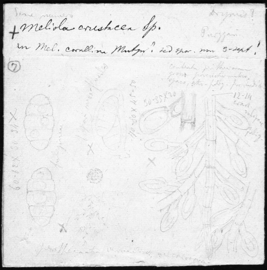 dibujo de Meliola crustacea Speg.