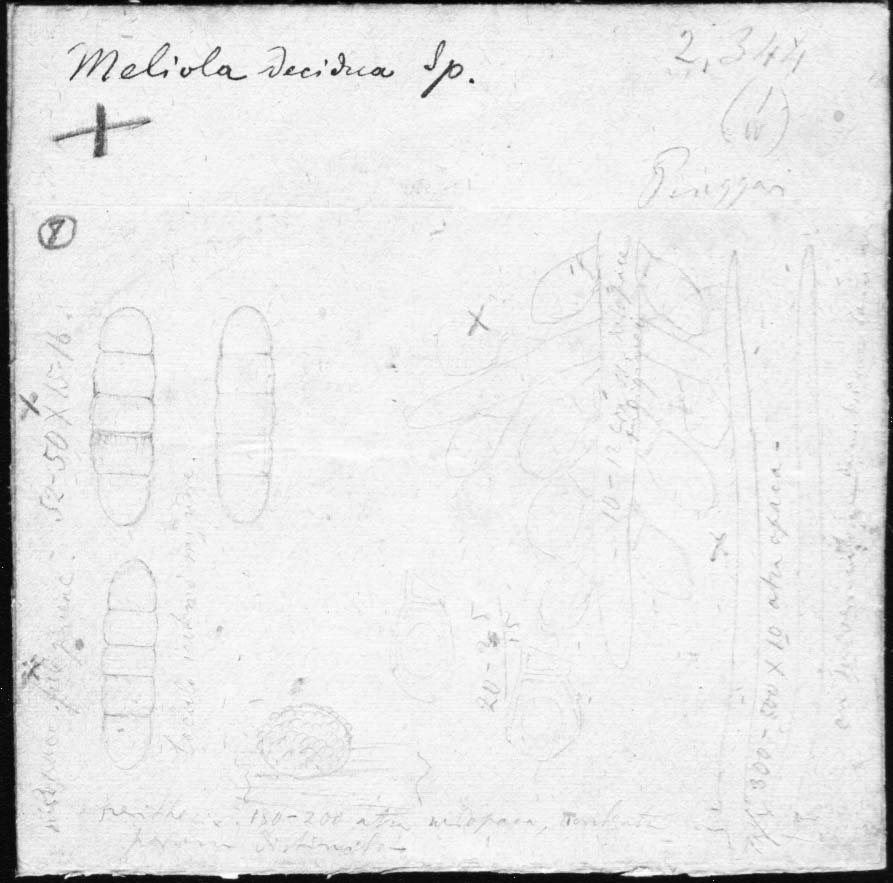 dibujo de Meliola decidua Speg.